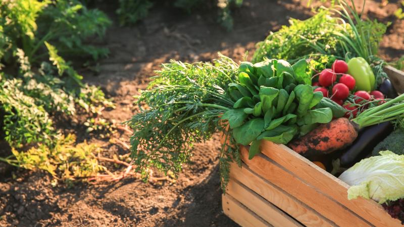 Veggie  Garden